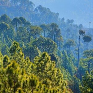 5 Days 4 Nights Neelum Valley & Nathia Gali Tour